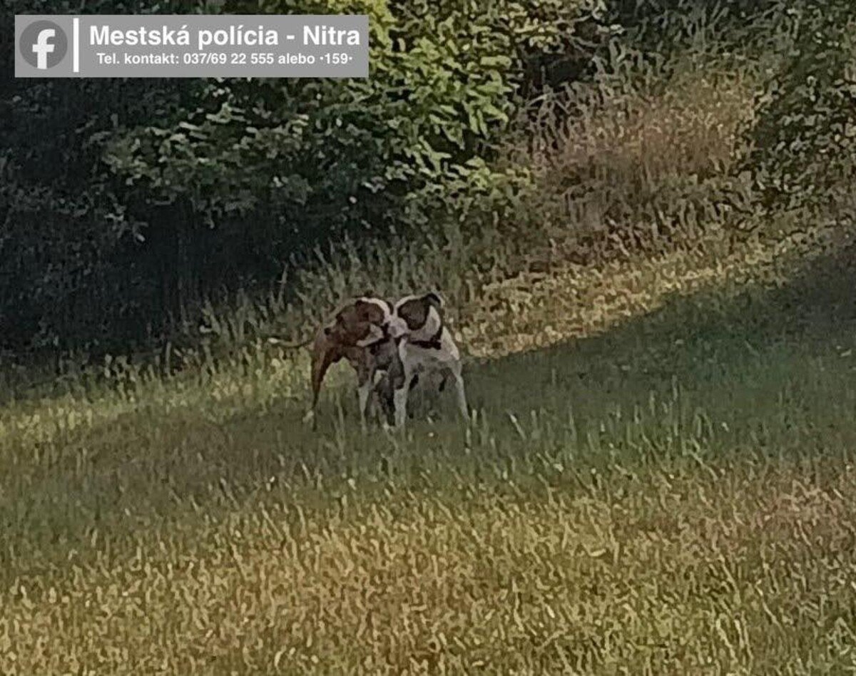 napadnutie, agresívne psy