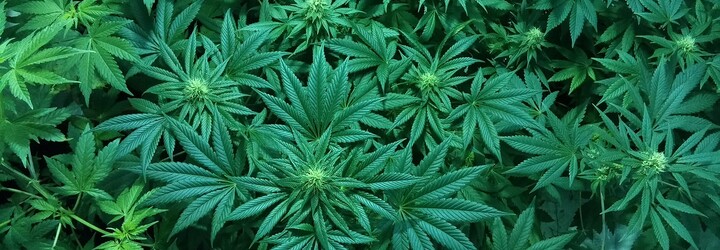 Keby sme marihuanu na Slovensku zlegalizovali, týchto 7 vecí by vyzeralo inak