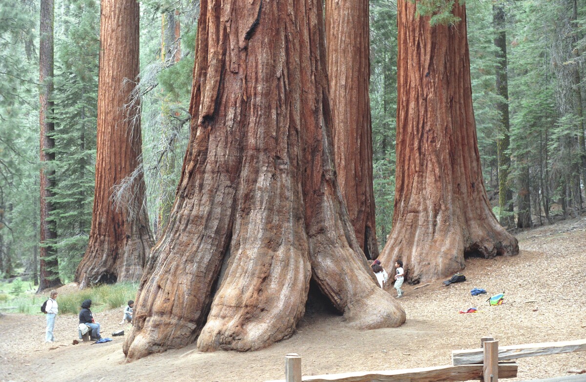 yosemite sekvoje