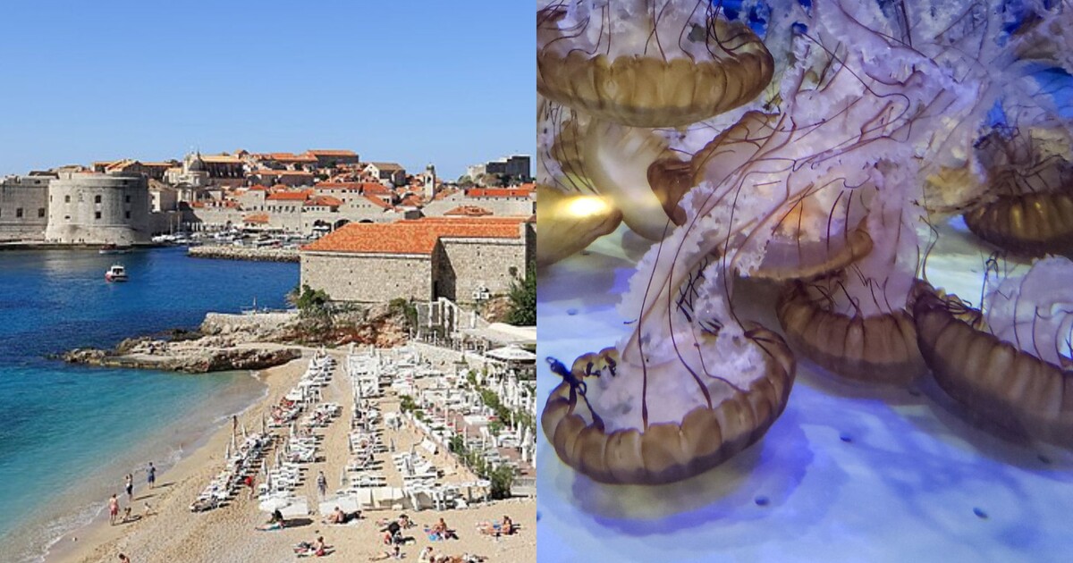 Pláže na jihu Chorvatska zaplavily medúzy. Bolestivé rány lidem způsobuje talířovka svítivá