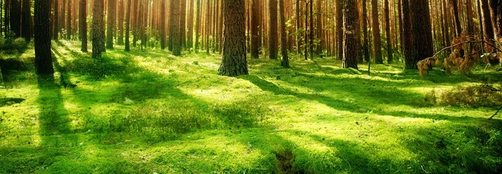 Len 19-ročný Felix úspešne kráča za cieľom zasadiť 1000000000000 stromov. Tínedžer zachraňuje našu planétu už odmalička