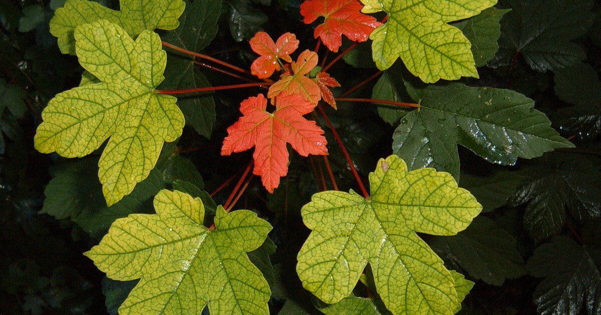 Kvíz: Poznáš stromy podle listů?