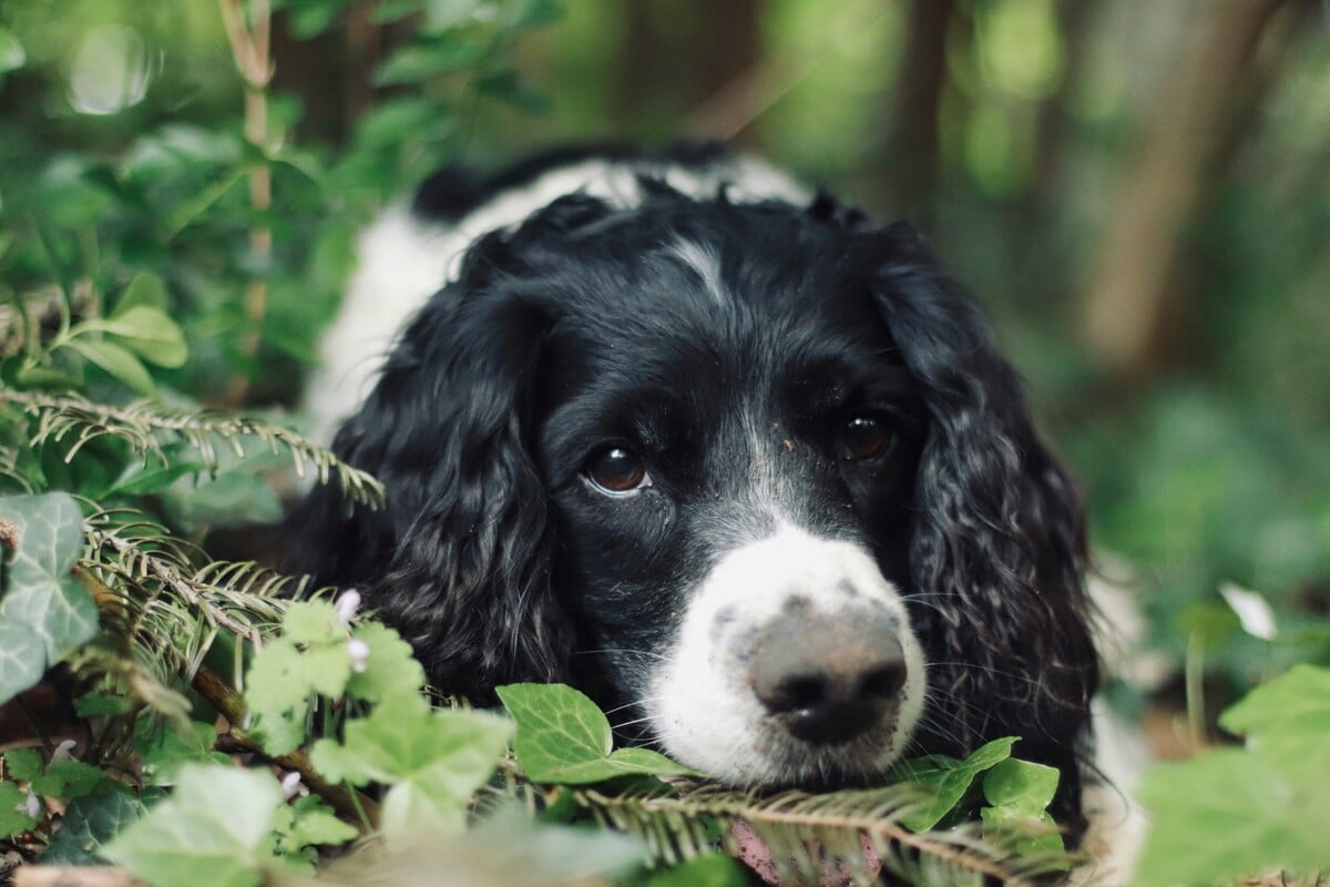 English Springer spaniel, pes
