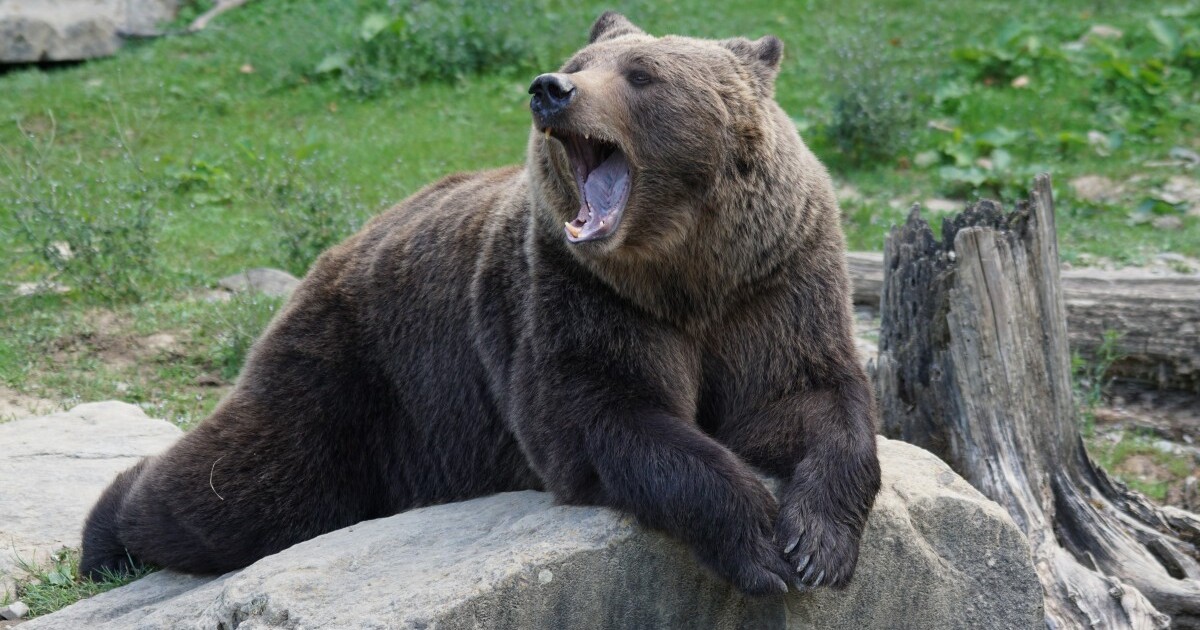 VIDEO: Dovolená není pro každého. Medvěda uspali poté, co volně pobíhal v nákladovém prostoru letadla