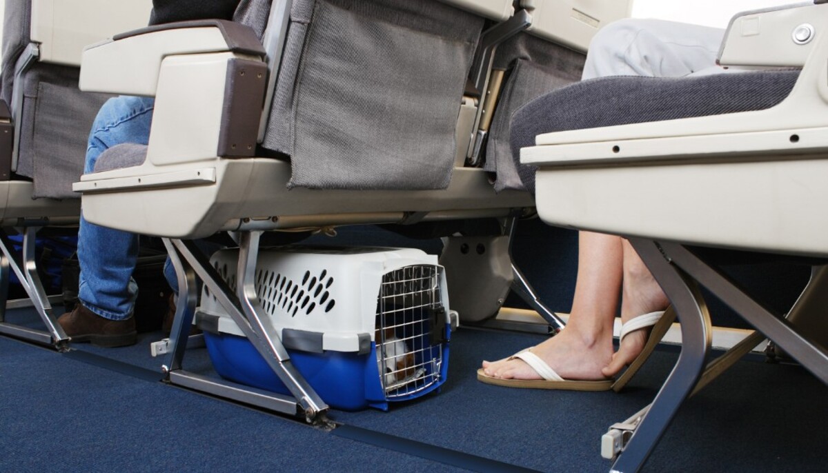 Zvieratá v lietadle musia byť uložené v prepravke a nesmú presiahnuť váhový limit.