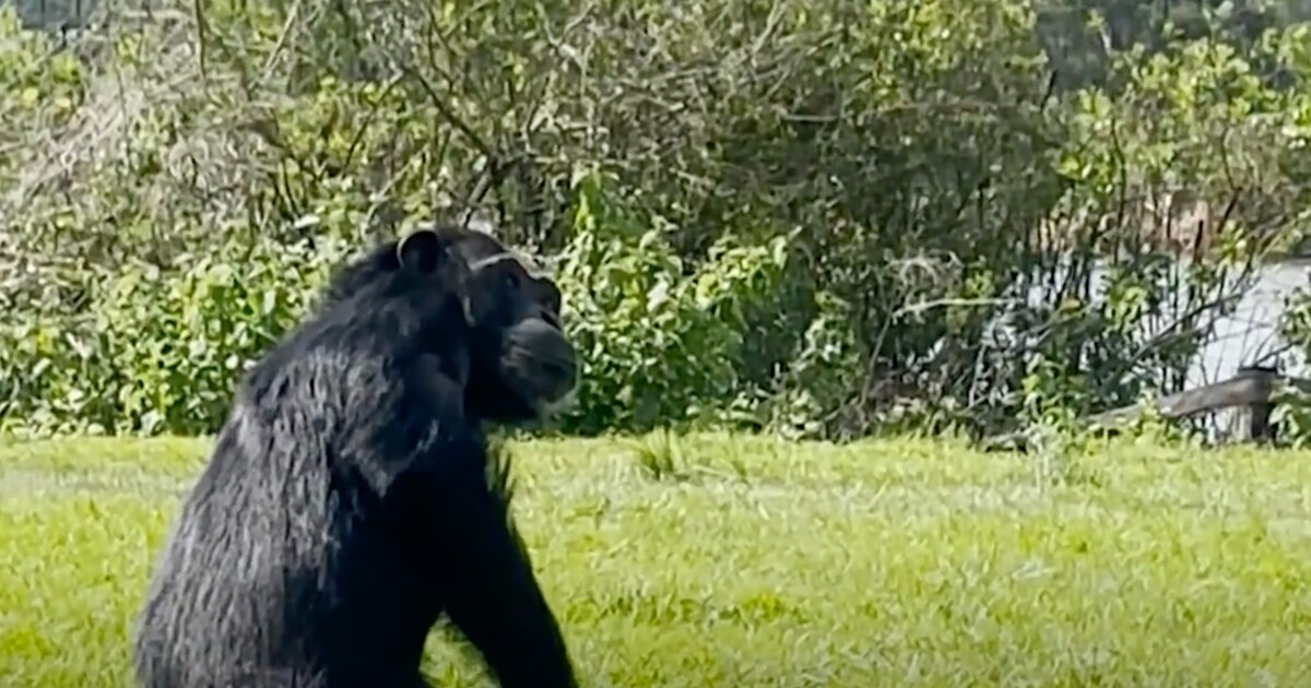 Dojemné video ukazuje, jak laboratorní šimpanz spatřil po 28 letech oblohu