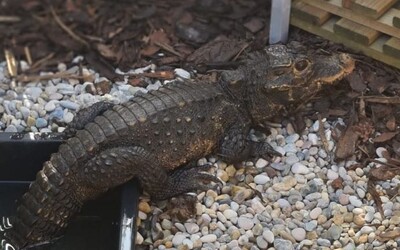 Krokodýl, který utekl majiteli v Ostravě, se stále nenašel. Bez potravy je třetí den, zřejmě vyhledá okolí vodních toků a stín.