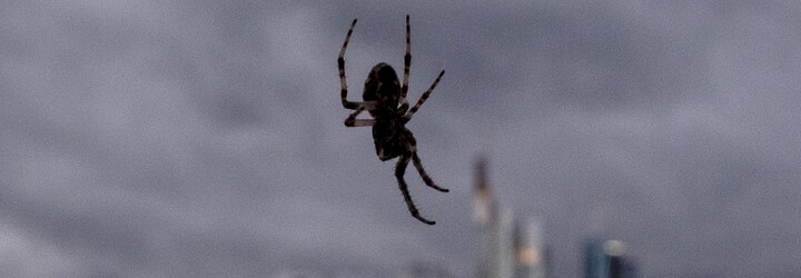 Radšej spala na zemi než v posteli s pavúkom. Arachnofóbia trápi hlavne ženy