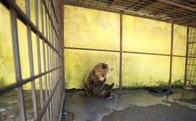 Deň aj noc v klietke. Medveď Tomi si hryzie vlastné končatiny, aby sa vymanil z hororového života v Albánsku Deň aj noc v klietke. Medveď Tomi si hryzie vlastné končatiny, aby sa vymanil z hororového života v Albánsku