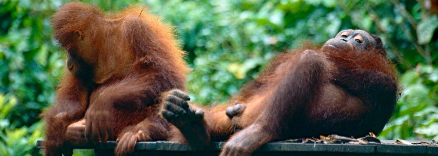 Denně kvůli lidem umře zhruba 25 orangutanů. Výrobce Orea za 2 roky zničil 25 000 hektarů jejich pralesů
