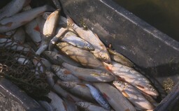 Desítky tun uhynulých ryb, otrávení Bečvy kyanidem řeší policie