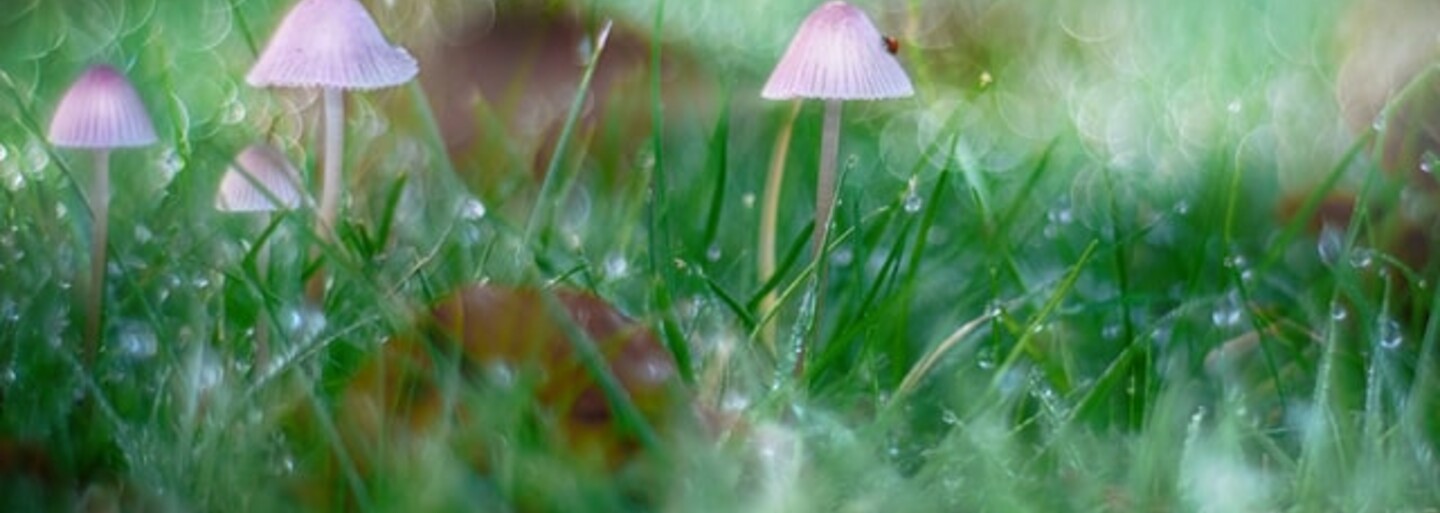 Desivé paranoje až po život meniace zážitky. Aj také sú účinky magických húb.