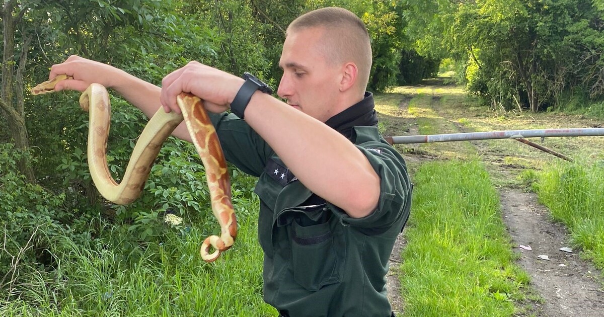 Foto: Ve městě na západě Slovenska se plazily exotické krajty. Nikdo neví, jak se tam dostaly