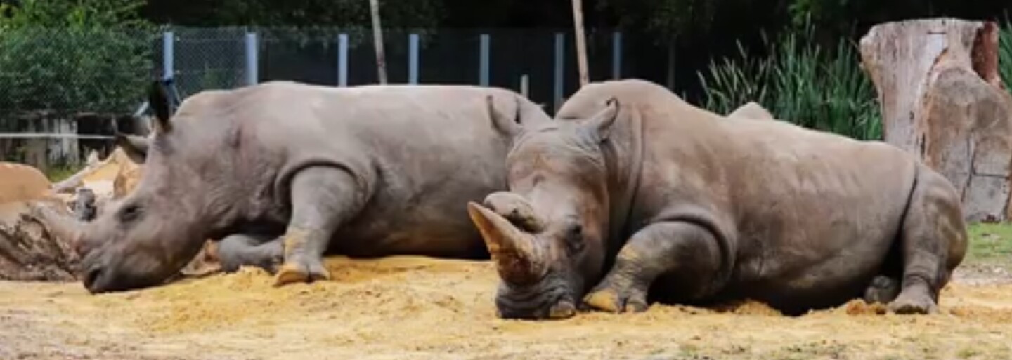 Do francúzskej ZOO sa vlámali pytliaci, zastrelili nosorožca a odpílili mu oba rohy. Štvorročný Vince bol pýchou zoologickej záhrady