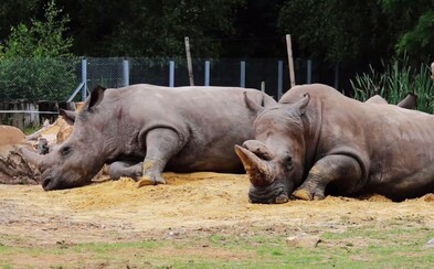 Do francúzskej ZOO sa vlámali pytliaci, zastrelili nosorožca a odpílili mu oba rohy. Štvorročný Vince bol pýchou zoologickej záhrady Do francúzskej ZOO sa vlámali pytliaci, zastrelili nosorožca a odpílili mu oba rohy. Štvorročný Vince bol pýchou zoologickej záhrady