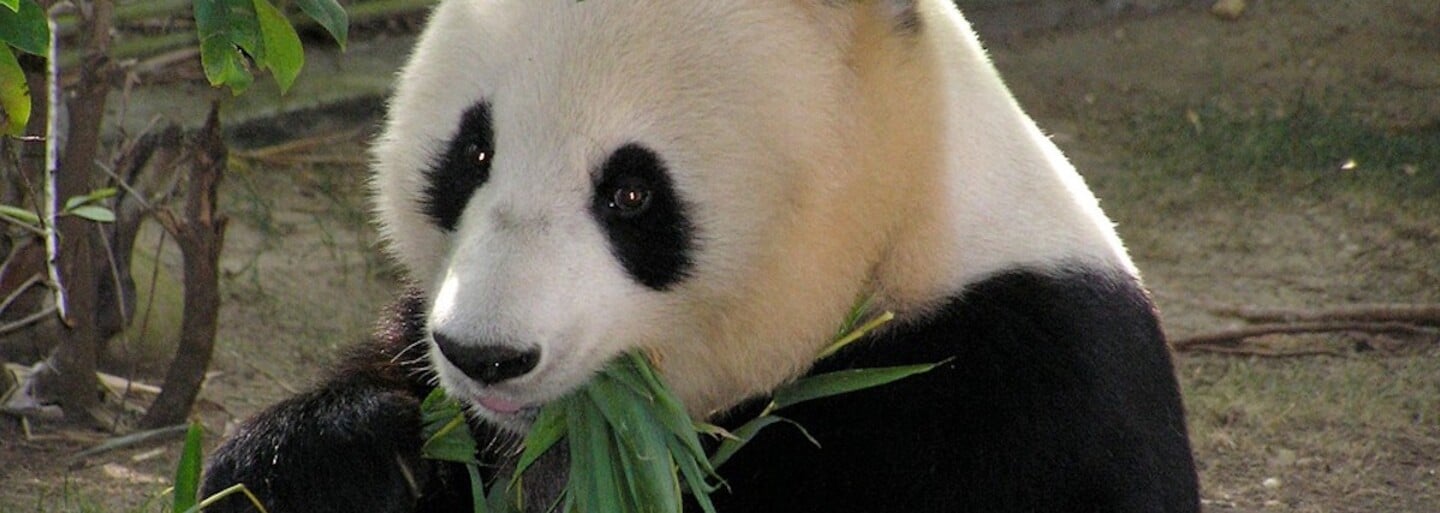 Do pražské zoo přibudou vzácné pandy velké. Takhle bude vypadat jejich nové obydlí