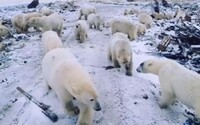 Do ruskej dedinky vtrhlo 50 ľadových medveďov. Naháňajú ľudí, vstupujú do bytoviek, ale zastreliť ich nikto nesmie