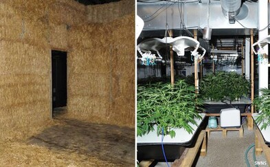 Důchodci ukrývali marihuanovou laboratoř s produktem za více než 27 milionů korun v kupce sena. Jeden z nich dokonce trpí rakovinou Důchodci ukrývali marihuanovou laboratoř s produktem za více než 27 milionů korun v kupce sena. Jeden z nich dokonce trpí rakovinou