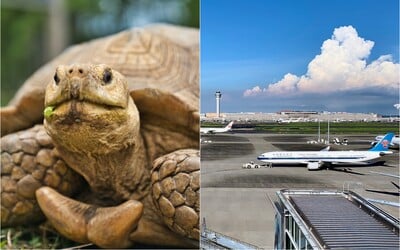 Dopravu na japonskom letisku zablokovala korytnačka. Pomaly sa presúvala cez odletovú dráhu