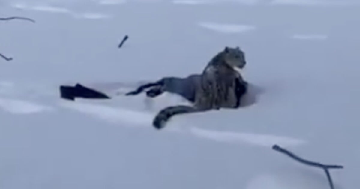 VIDEO: Lyžařka riskovala život kvůli selfie. Nebezpečná šelma na ni nečekaně zaútočila