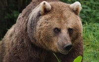 Dva útoky medveďa za pár dní. Samica zahryzla mužovi do čela v Kremnických vrchoch, pri Prievidzi medveď hrýzol do rúk