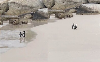 Dvojice tučňáků držící se za křídla je to nejrozkošnější, co dnes uvidíš. Romantickou procházku si užívala přímo u moře Dvojice tučňáků držící se za křídla je to nejrozkošnější, co dnes uvidíš. Romantickou procházku si užívala přímo u moře