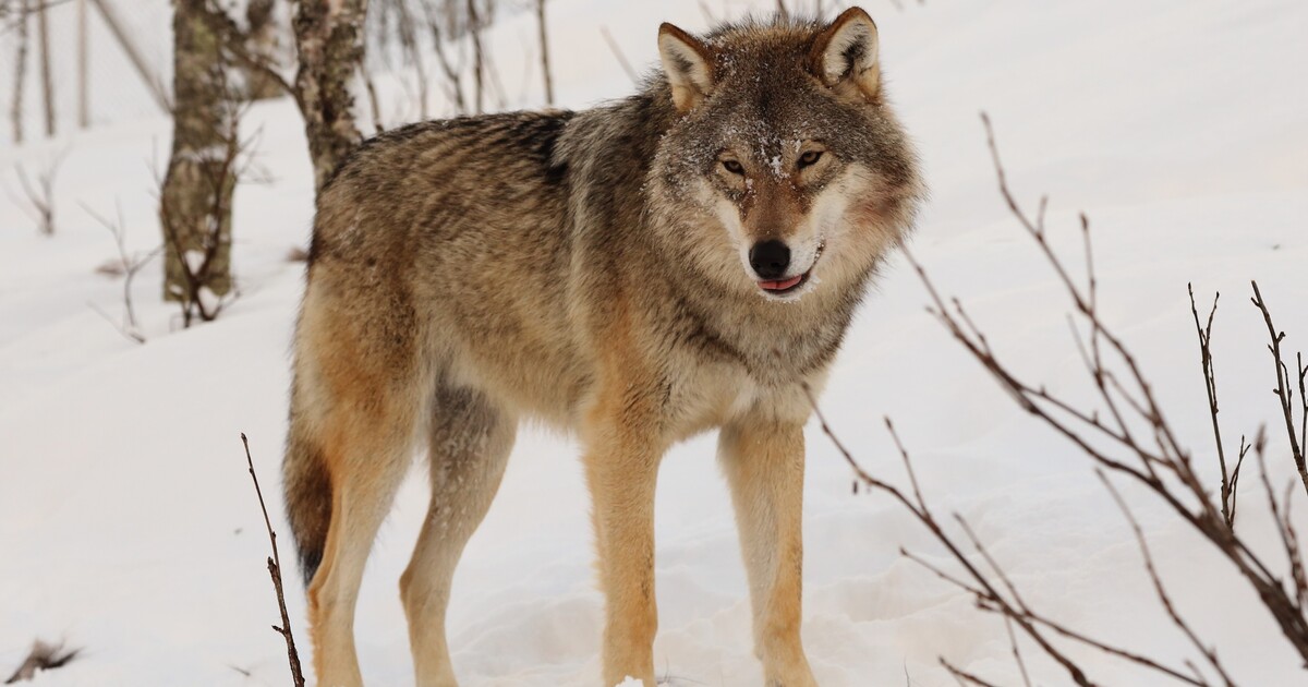 V Krkonoších byl potvrzen výskyt vlků, kolik napočítali smeček?