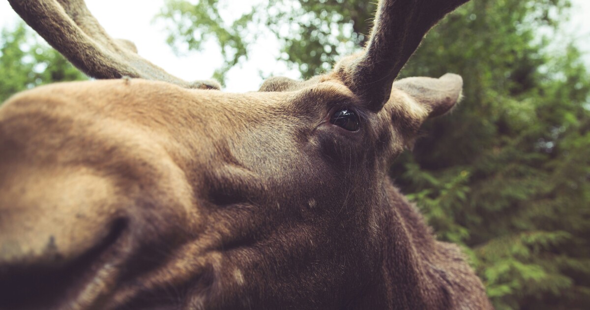 VIDEO: Na Ostravsku se volně pohyboval los. Natočili ho, jak se brodí řekou