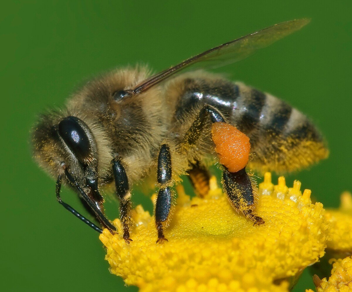 Včela, hmyz