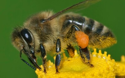 Vědci zjistili, že složka včelího jedu velmi účinně bojuje proti některým buňkám rakoviny prsu.