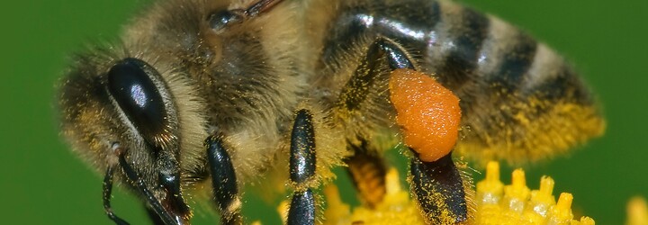 Vědci zjistili, že složka včelího jedu velmi účinně bojuje proti některým buňkám rakoviny prsu