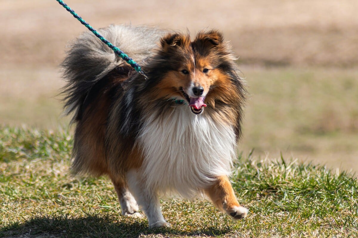 Sheltie