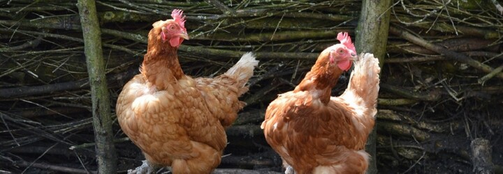 České pobočky Lidlu přestanou prodávat vejce z klecových chovů