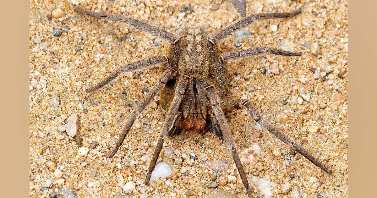 Penny Market musel zavřít kvůli pavoukovi, jehož jed způsobuje dlouhou a bolestivou erekci. Zvíře se nenašlo