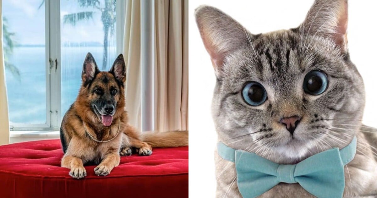 Mají čtyři nohy, uslintané čumáky a jmění v hodnotě 12 miliard korun. Toto je 7 nejbohatších zvířat světa