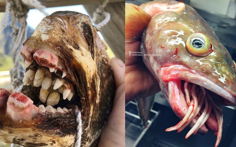 Ruský rybář fotografuje „podmořské příšery“. Na Instagramu má statisíce followerů.