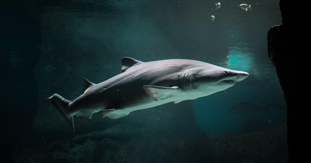 Žraločí kvíz: Jak dobře znáš obávaného mořského predátora?
