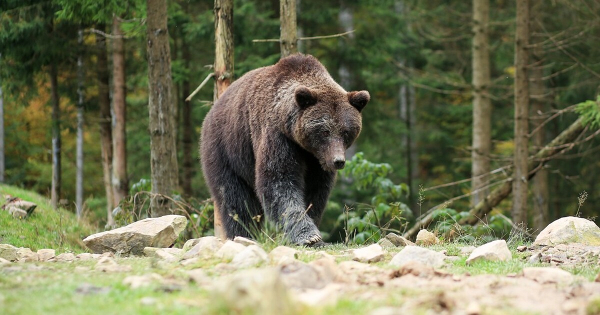 VIDEO: Další slovenská obec hlásí medvěda přímo v ulicích
