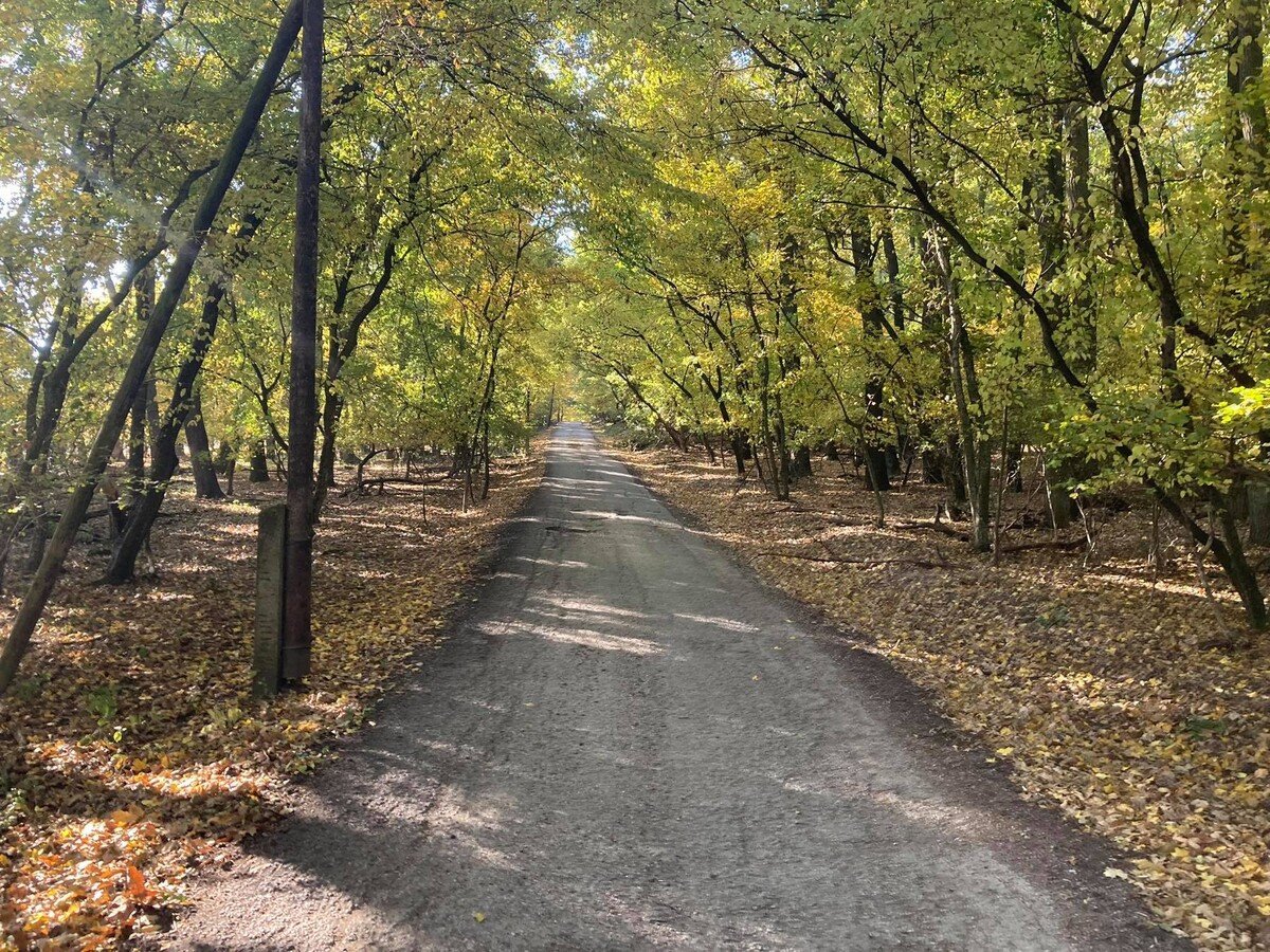 Lesná cesta na poľovnícku chatu.