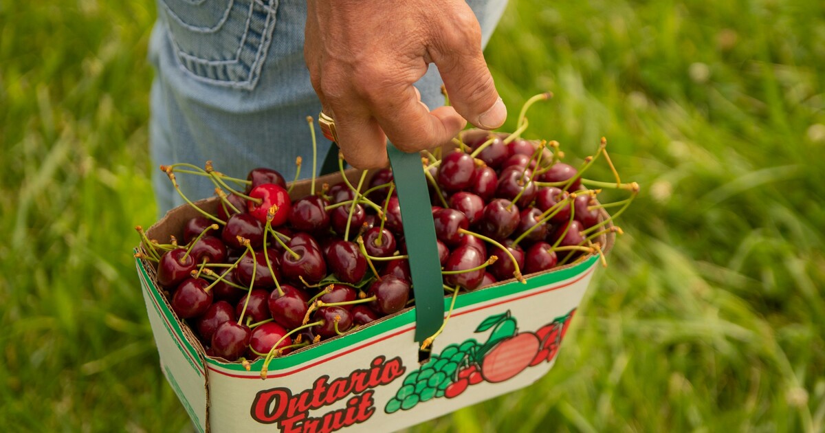Záchranáři řešili dva případy úrazů při sbírání třešní. Zasahovat musel i vrtulník