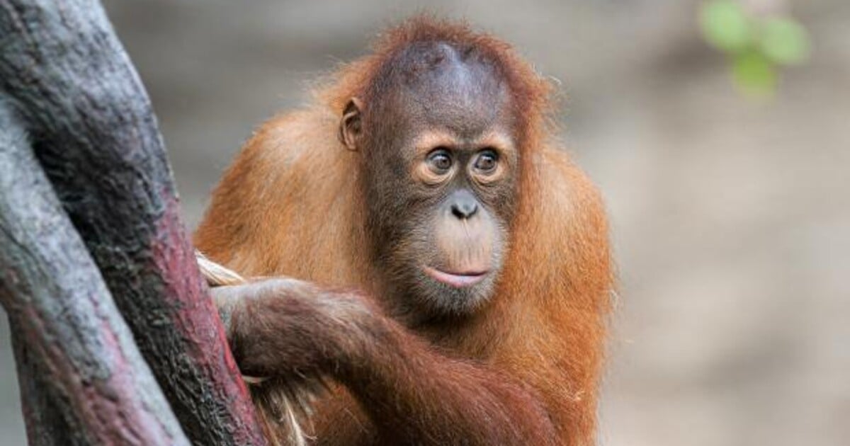 Tragédie v Zoo Praha: Uhynul mladý orangutan Kawi. Utopil se ve vodním příkopu