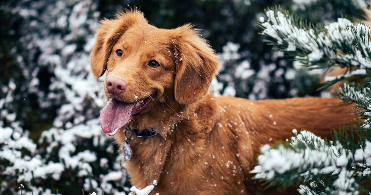 Volební kalkulačka: zjisti, koho volit, pokud ti záleží na právech zvířat