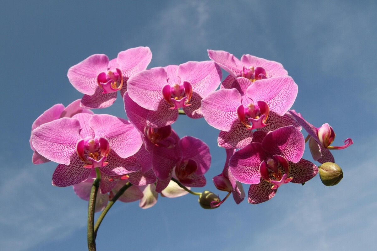 orchidej