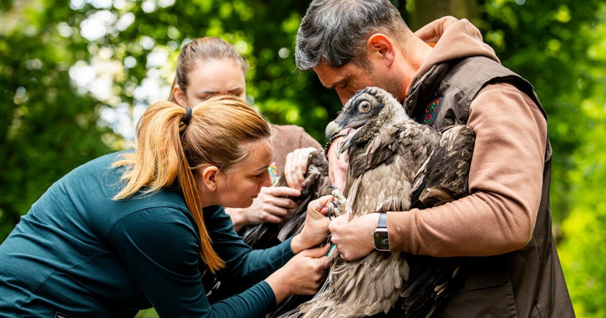 Vzácný pták se po desítkách let vrátil do Bulharska. Zásluhu na tom má i Zoo Ostrava