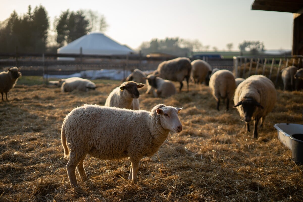 Ovce jsou vidět hned po příjezdu k rodinnému pozemku.