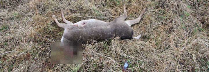 Policie pátrá po pytlákovi z Plzeňska. Zastřelené zvěři uřezal hlavu a tělo pohodil