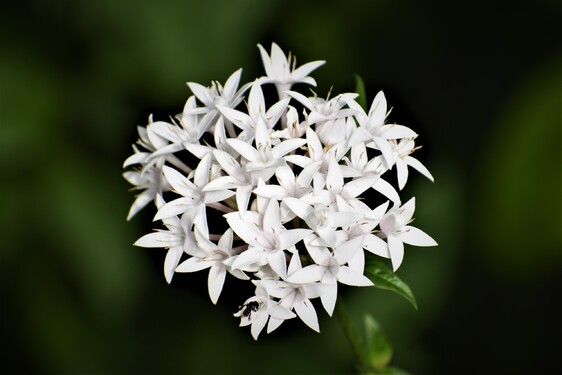 Táto rastlinka je predovšetkým známa vôňou svojich kvetov. Ako sa nazýva? 