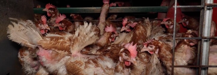 VIDEO: Parazity, vytrhané perie a mŕtvoly medzi vajcami. Ochranári zverejnili zábery hororových podmienok na slovenských farmách