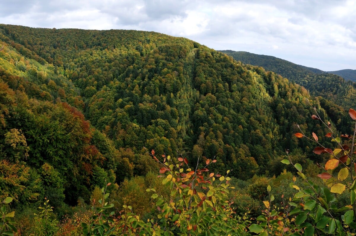 V pôvodne hospodárskom lese sa dnes nerobí nič – neťaží sa drevo, nepoľuje sa ani sa nesadia nové stromy. Príroda si ho vzala späť.