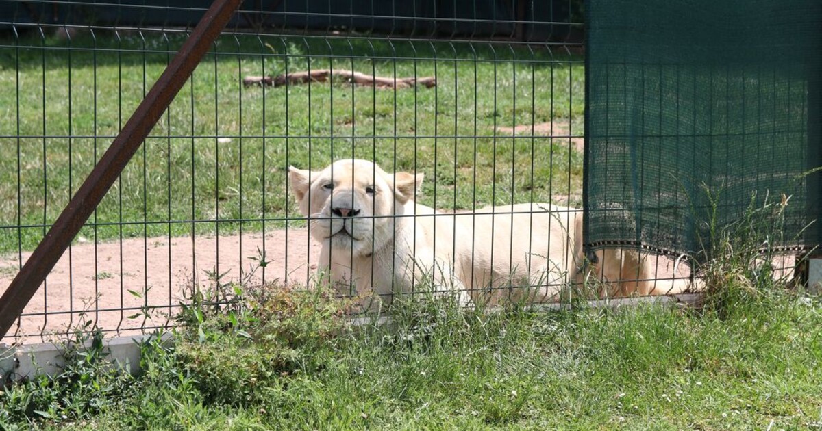 Choval doma nelegálně bílého lva, jeho řev byl slyšet po celé vesnici. Policie zvíře zabavila